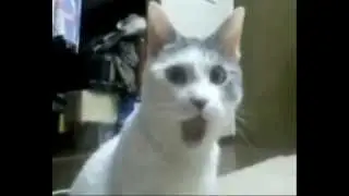 Bülent Ersoy'un Kedisi