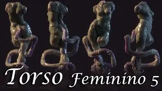 Female torso 5\5 final