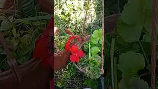 герани и прочее, Фазенда. #садиогород  #пеларгония  #цветы