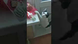 кошка Мурка хочет мандаринов