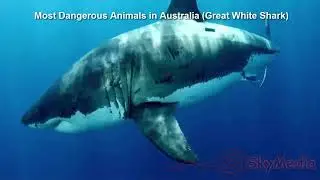 Most Dangerous Animals in Australia Great White Shark