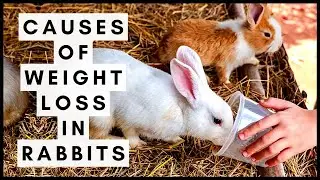 What Causes Weight Loss in Rabbits and How to Help