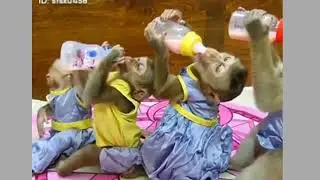 hewan terlucu di hutan