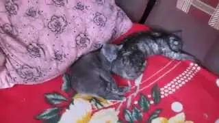 прикольно спят