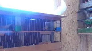 How to distinguish young male canaries from females
