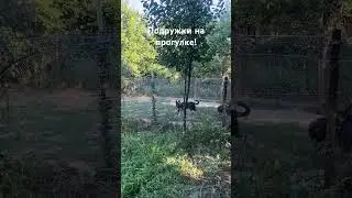 Подружки на прогулке! Немецкие овчарки ! Джина, Герда,Рина!