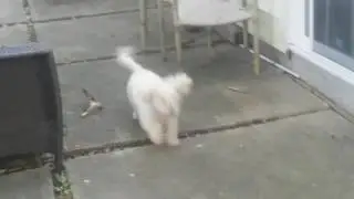 Dog Life