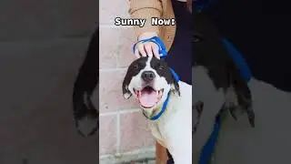 Sunny's bright transformation! #shorts #dogsofyoutube #dogrescue #rescuedog #animals #storytime