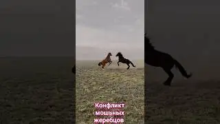 Выяснение отношений у лошадей.