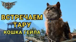 Baldur's Gate 3 - Встреча с Тарой (кошка Гейла) | Во время романа с Гейлом | Варианты диалога