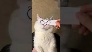 cat eyes draw