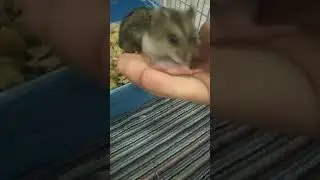 Хомячиха уносит малыша в домик!