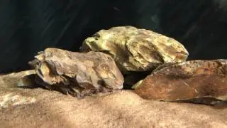 Eretmodus cuanostictus Moba (wild)
