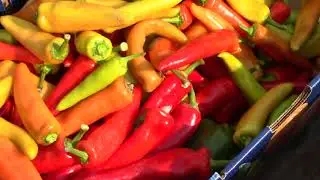 Great Hungarian Wax Pepper Harvest!