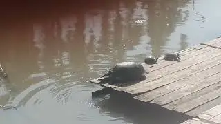 Черепашьи разборки