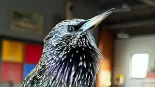 The Mouth singing to us During Breakfast