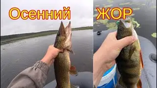 Ловля щуки и окуня в сентябре