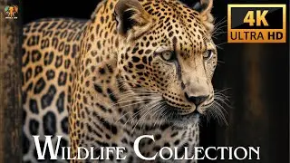 Wildlife Collection in 4K Ultra HD