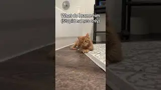 baby maine coon