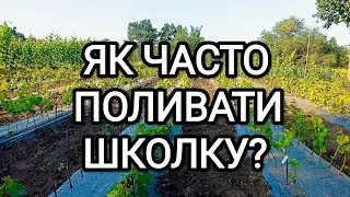 Як часто поливати саджанці: відповідь на питання