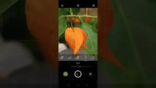 macro photography #shorts #shortsfeed #youtubeshorts #mobilephotography #macro