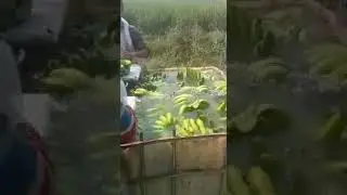 केळी वर केमिकल ची प्रक्रिया  कशी करतात . Process on 🍌 banana