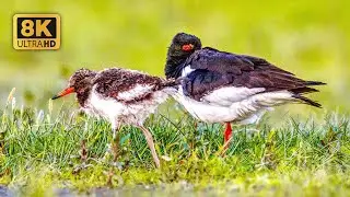 Birds Feed Their Chicks and Fight for Food | 8K ASMR Audio