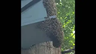 Caught this swarm, in two days ￼