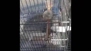 щегол белый