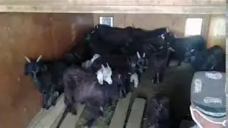 30.05.2020 echki sarka SURAGAN obunachilarga maxsus surxondaryo OLTINSOY MIRSHADI echki sarka