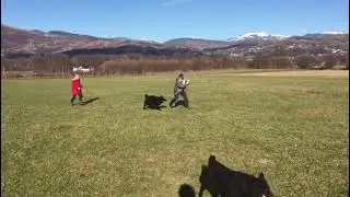 Hrvatski ovčar