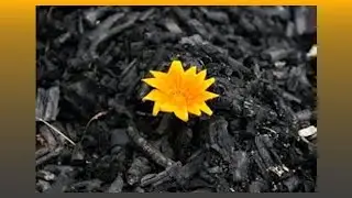 Мы восстанем из пепла