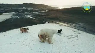 Арктика