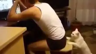 Коту нравится кусать мальчика за попу Кусючий ко�