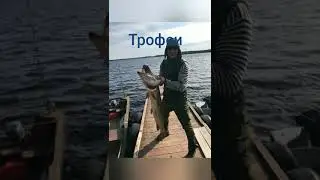 Карелия,Трофеи, Водлозеро,Сухая Водла,хорошие моменты 2019.