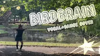 BIRDBRAIN (JamieP) ☆ Cover by Dream Kittu