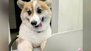 DOGS can be CUTE and FUNNY at the SAME TIME