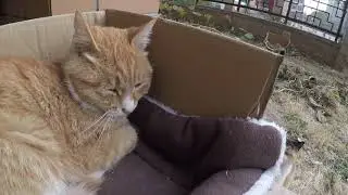 猫咪后院三个猫子