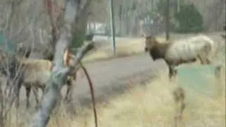 Lookout Mountain Elk