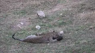 Samburu Leopard Mother and Cub