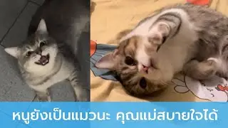 หนูยังเป็นแมวนะ คุณแม่สบายใจได้