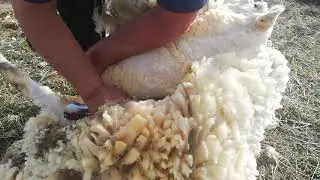 Sheep Shearing With The Latest Watson Multishears pro model