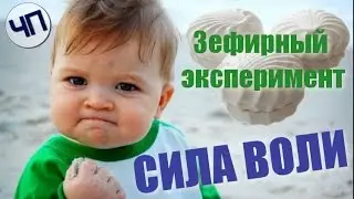 Полезные и вредные привычки || Зефирный эксперимент || Сила воли