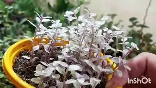 Обзор моих комнатных растений. Часть 3.