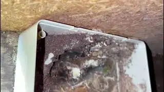 How does Pest-Ex get rid of termites? We stopped them from entering the interior of this home