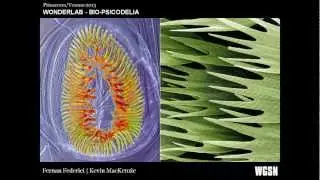 WGSN | Macro Tendencias Primavera Verano 2013