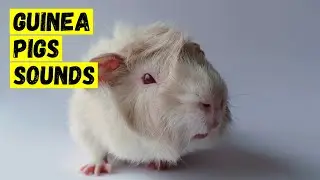 Your guinea pigs will go crazy heard this sound