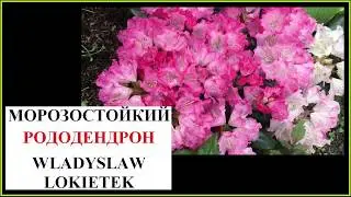 Морозостойкий рододендрон Владислав Локотек