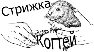 СТРИЖКА КОГТЕЙ У МОРСКИХ СВИНОК