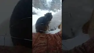 Киса Сима заглядывает в окно 🐈🐈🐈🐈🐈